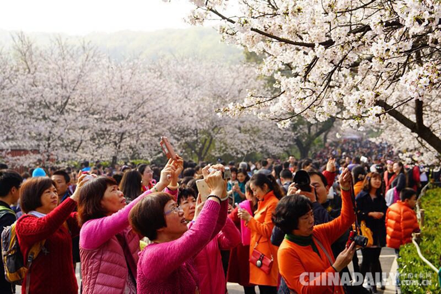 武大賞櫻預約火熱 每天1.5萬預約名額被秒光