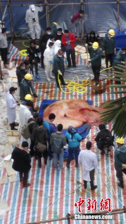 擱淺死亡鯨魚已懷孕 世界首例發現抹香鯨胎盤【圖】