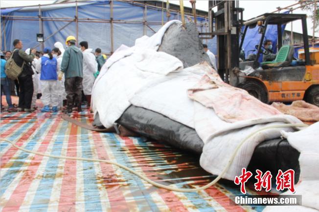 擱淺死亡鯨魚已懷孕 世界首例發現抹香鯨胎盤【圖】