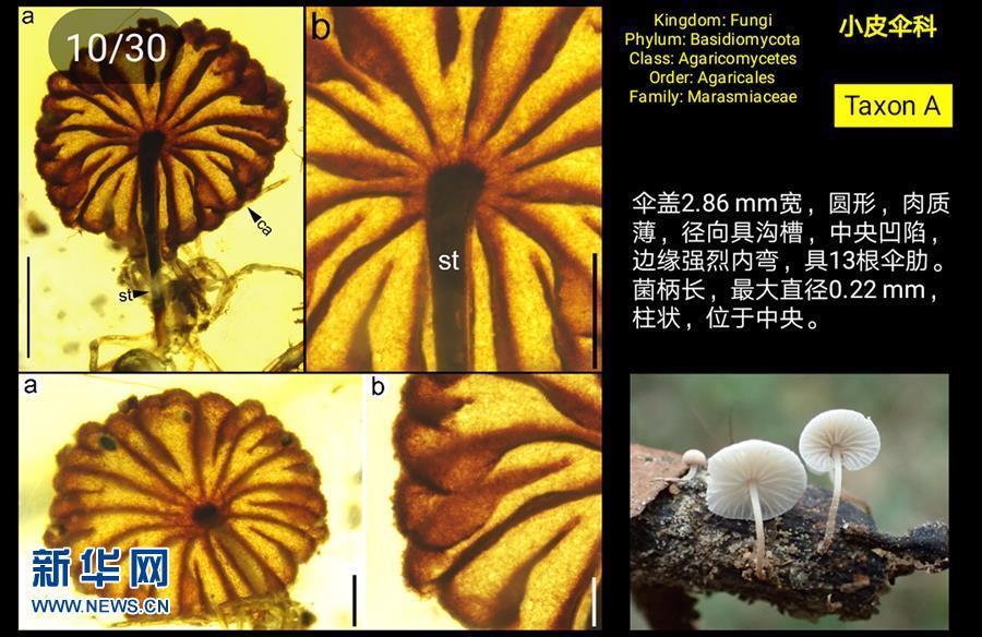 科學家發現迄今最古老的完整蘑菇化石