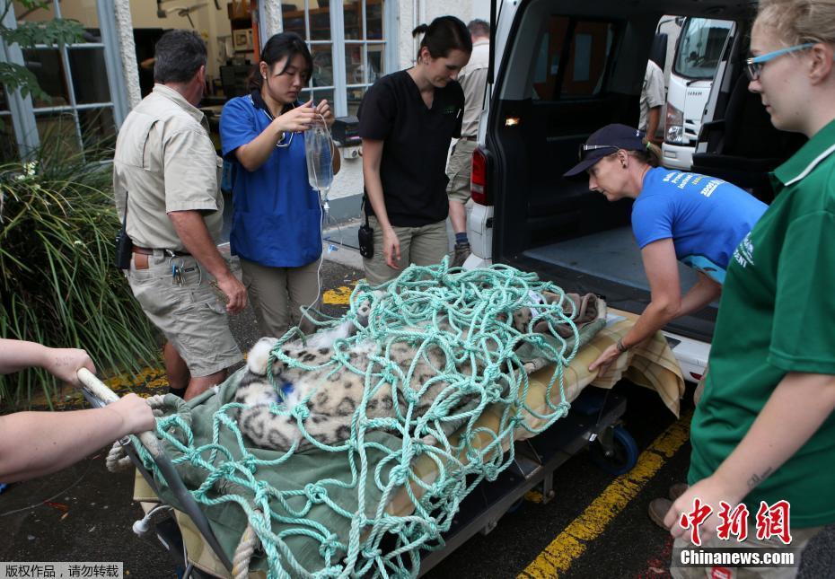 動物園為珍稀雪豹修復(fù)斷牙 猛獸格外“聽話”