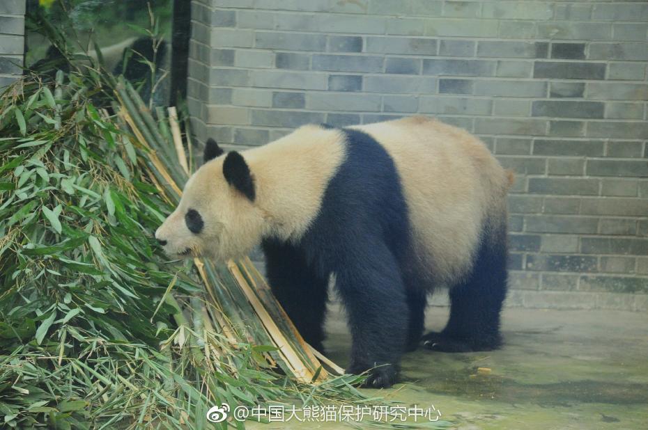 食欲不錯！大熊貓“蜀蘭”回四川開啟養老生活