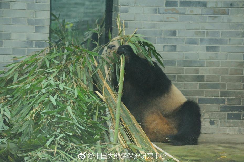 食欲不錯！大熊貓“蜀蘭”回四川開啟養老生活