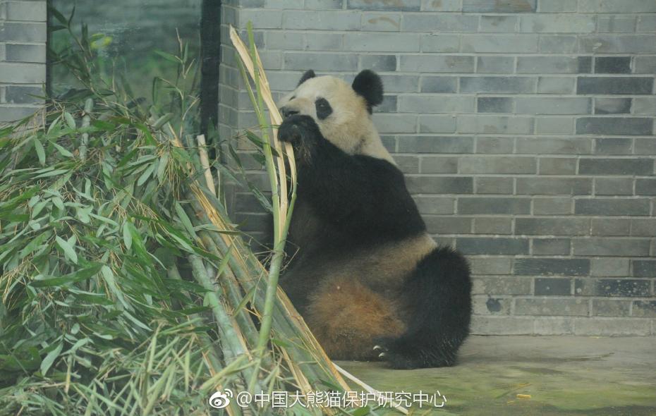 食欲不錯(cuò)！大熊貓“蜀蘭”回四川開(kāi)啟養(yǎng)老生活