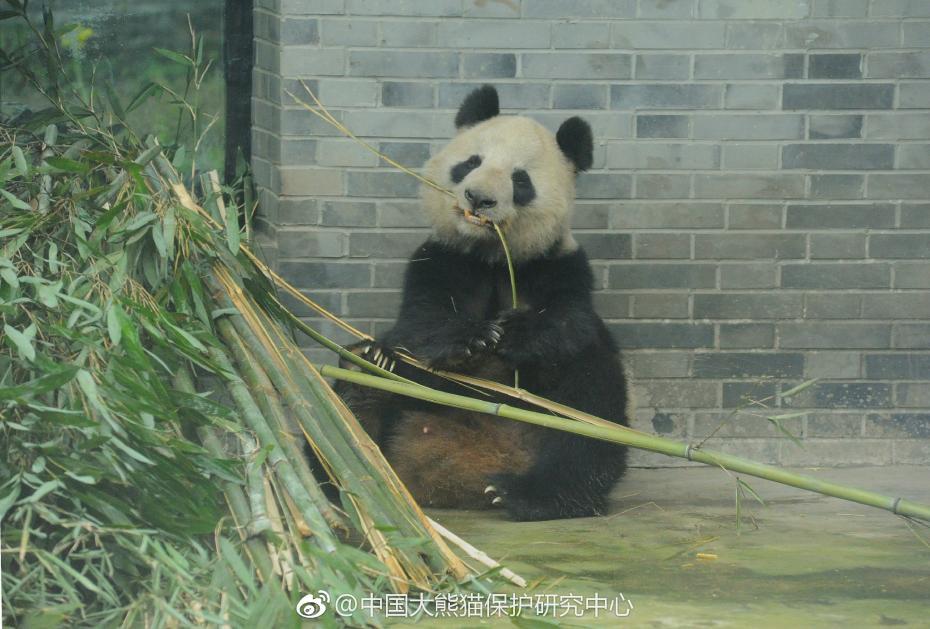 食欲不錯！大熊貓“蜀蘭”回四川開啟養(yǎng)老生活