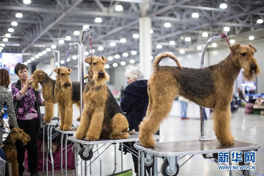 2017亞歐狗展在莫斯科舉行