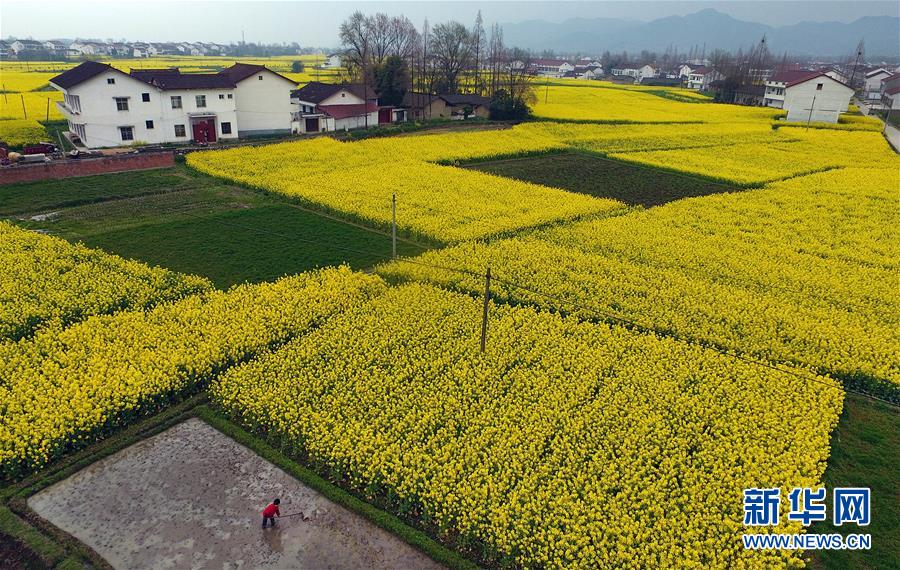 陜西漢中：風過田野菜花黃