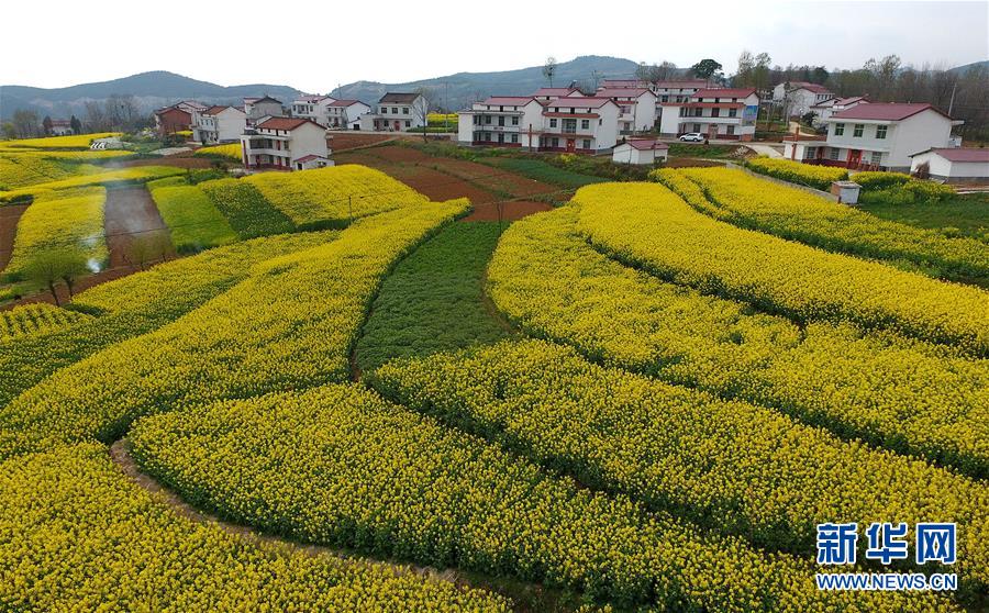 陜西漢中：風(fēng)過(guò)田野菜花黃