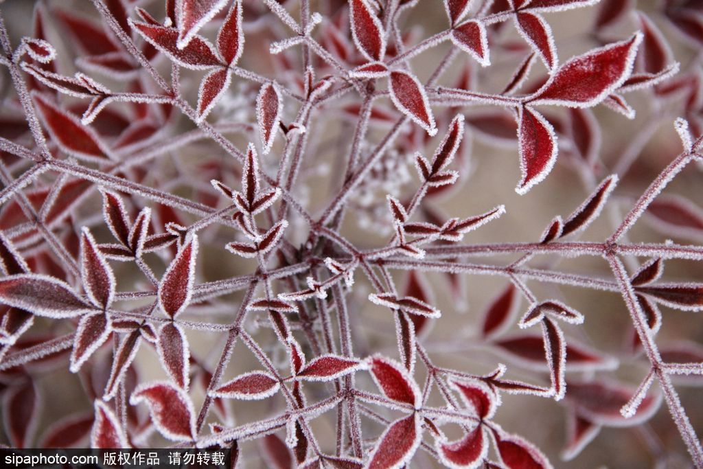 這個冬季太漫長？ 盤點霧凇冰掛美景讓你忘記季節時間