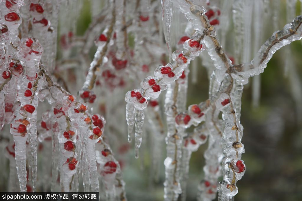 這個(gè)冬季太漫長？ 盤點(diǎn)霧凇冰掛美景讓你忘記季節(jié)時(shí)間