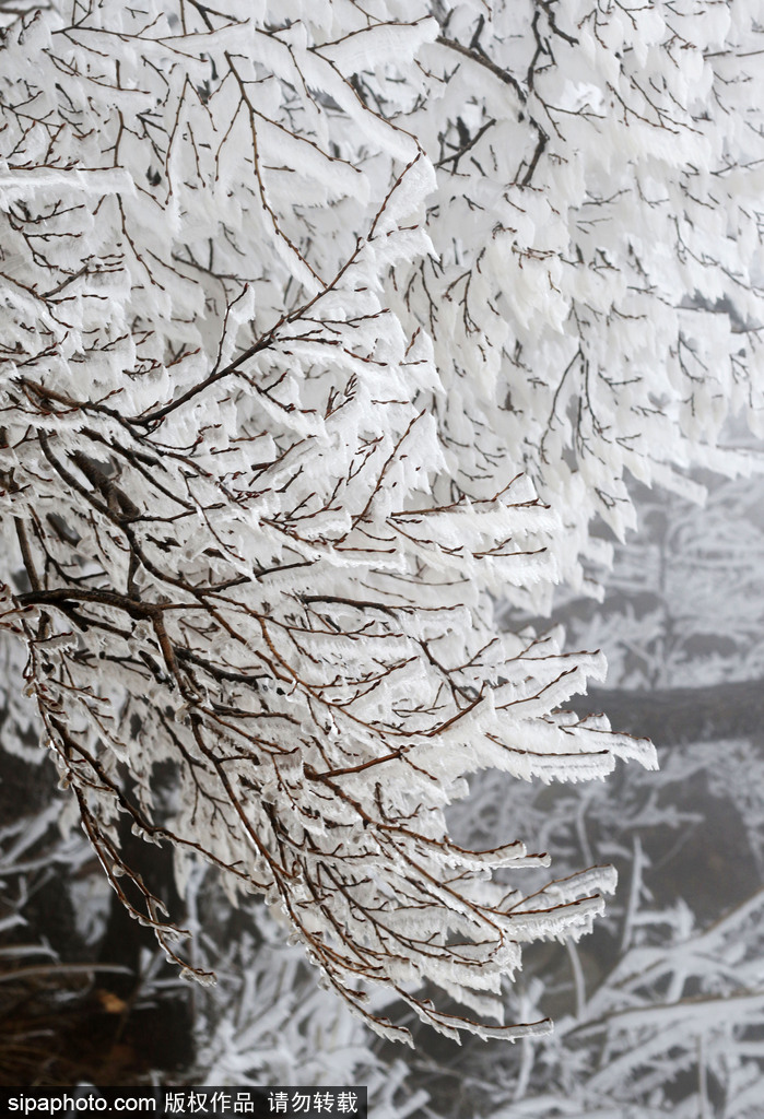 這個冬季太漫長？ 盤點(diǎn)霧凇冰掛美景讓你忘記季節(jié)時間