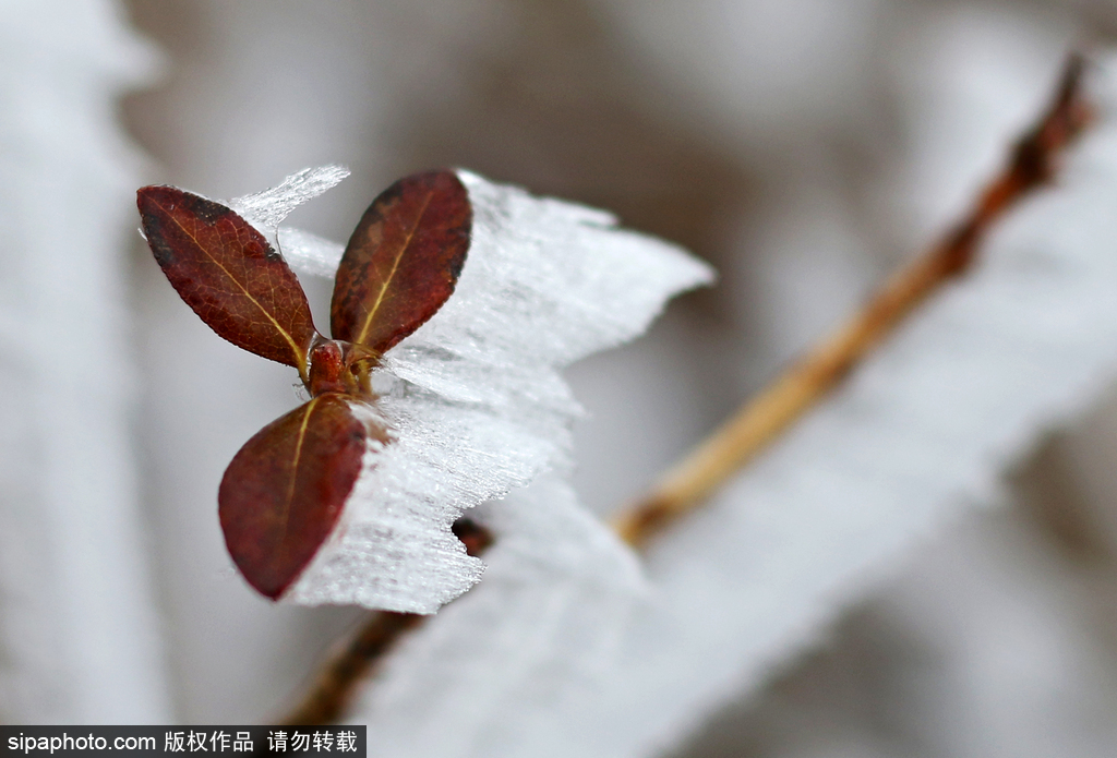 這個(gè)冬季太漫長？ 盤點(diǎn)霧凇冰掛美景讓你忘記季節(jié)時(shí)間