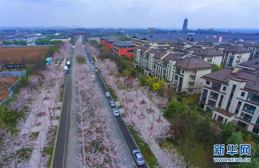 揚(yáng)州“櫻花大道”櫻花開