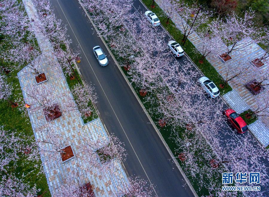 揚州“櫻花大道”櫻花開