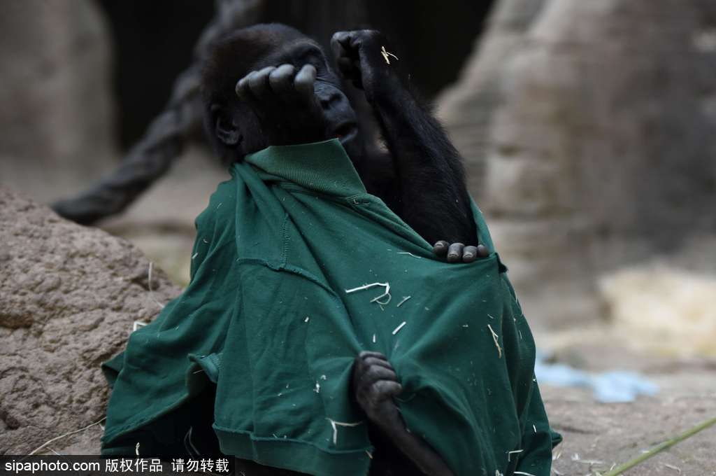 西班牙九個月小猩猩動物園玩耍嬉戲 憨態(tài)可掬“人模人樣”
