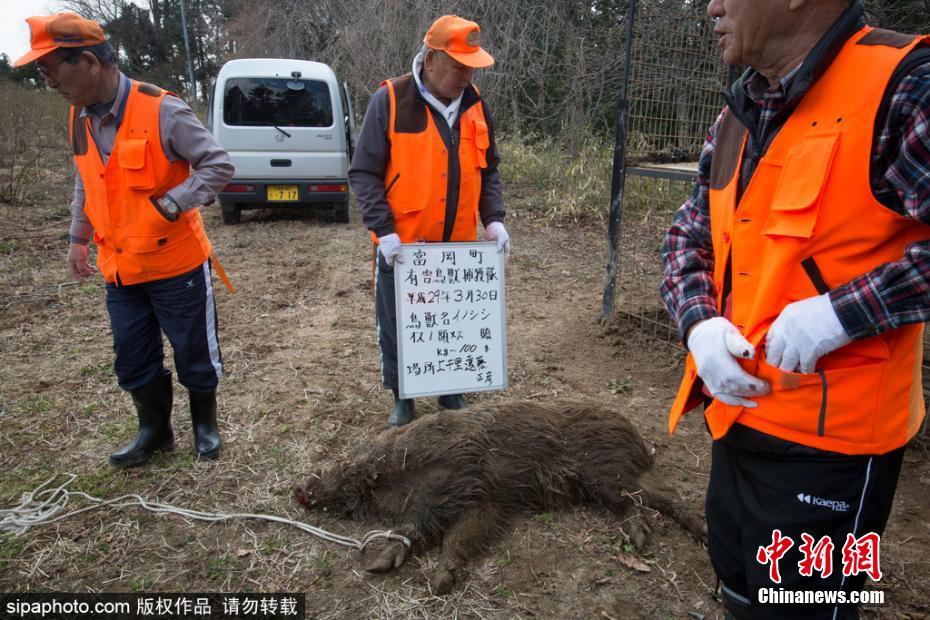 日本解封核輻射重污染區 獵殺變異野豬