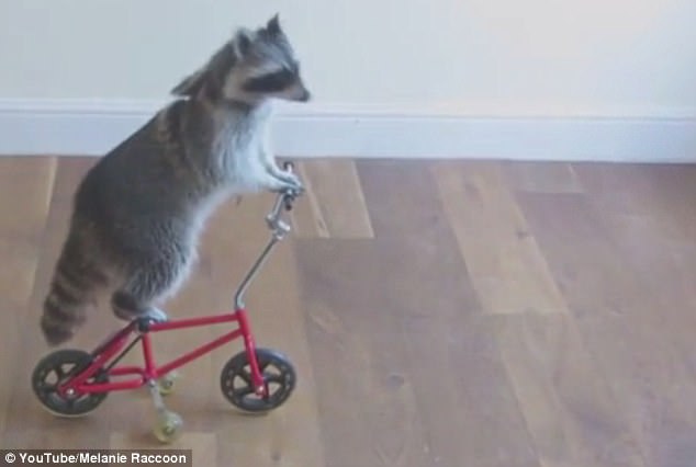 這些動物是要成精嗎？（圖）