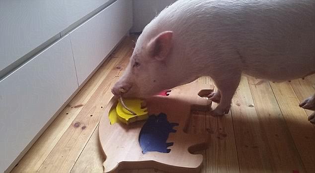 這些動物是要成精嗎？（圖）