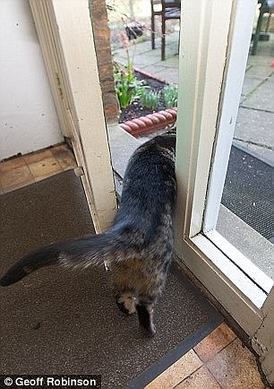 這些動物是要成精嗎？（圖）