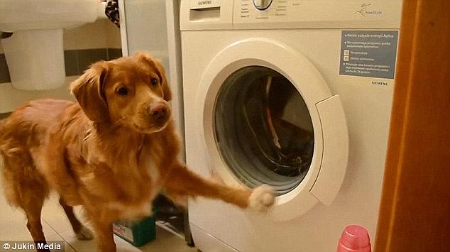 這些動(dòng)物是要成精嗎？（圖）