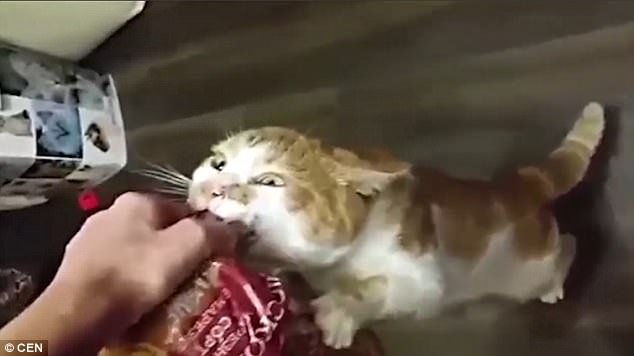 放開(kāi)我的面包！“執(zhí)著”小貓網(wǎng)絡(luò)走紅（圖）