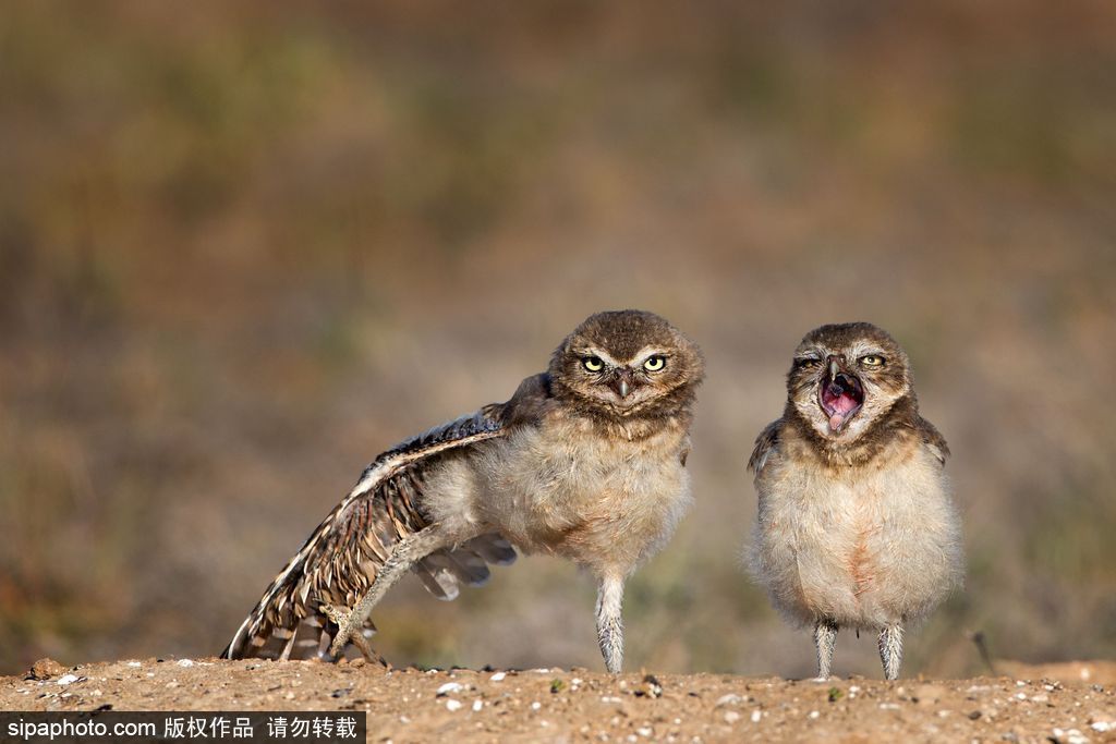 盤點動物慵懶百態 伸懶腰打呵欠萌態十足