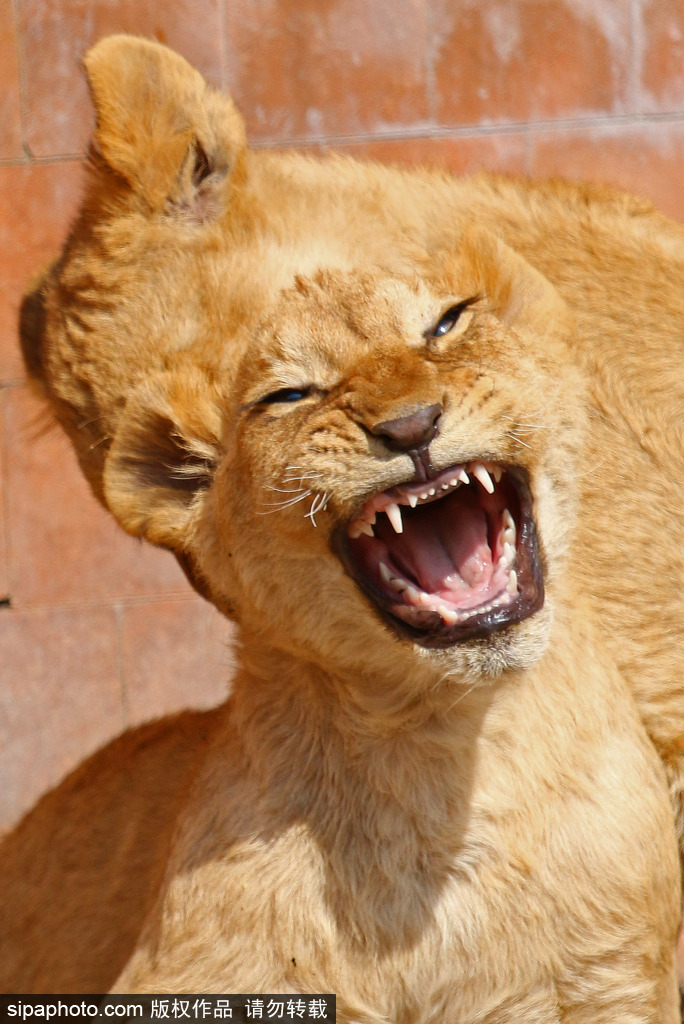 盤點動物慵懶百態(tài) 伸懶腰打呵欠萌態(tài)十足