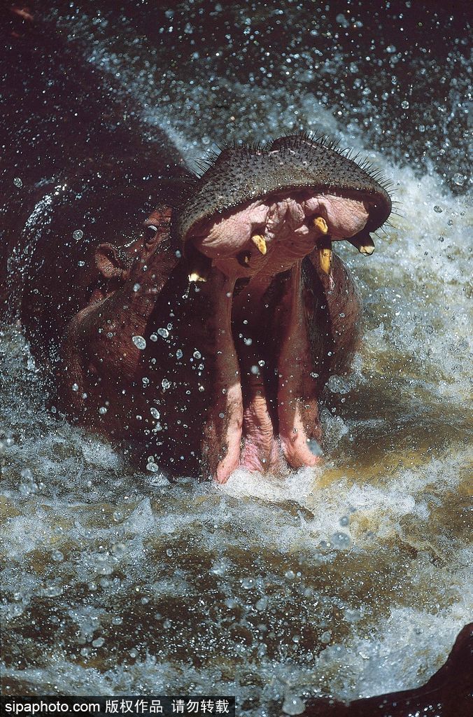 盤點動物慵懶百態 伸懶腰打呵欠萌態十足