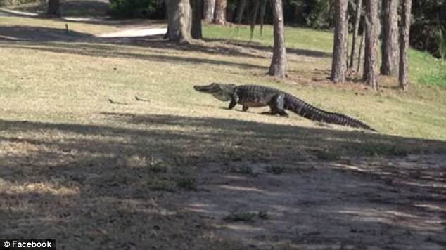 這些殺手有點萌！16條鱷魚寶寶跟著媽媽喬遷新居