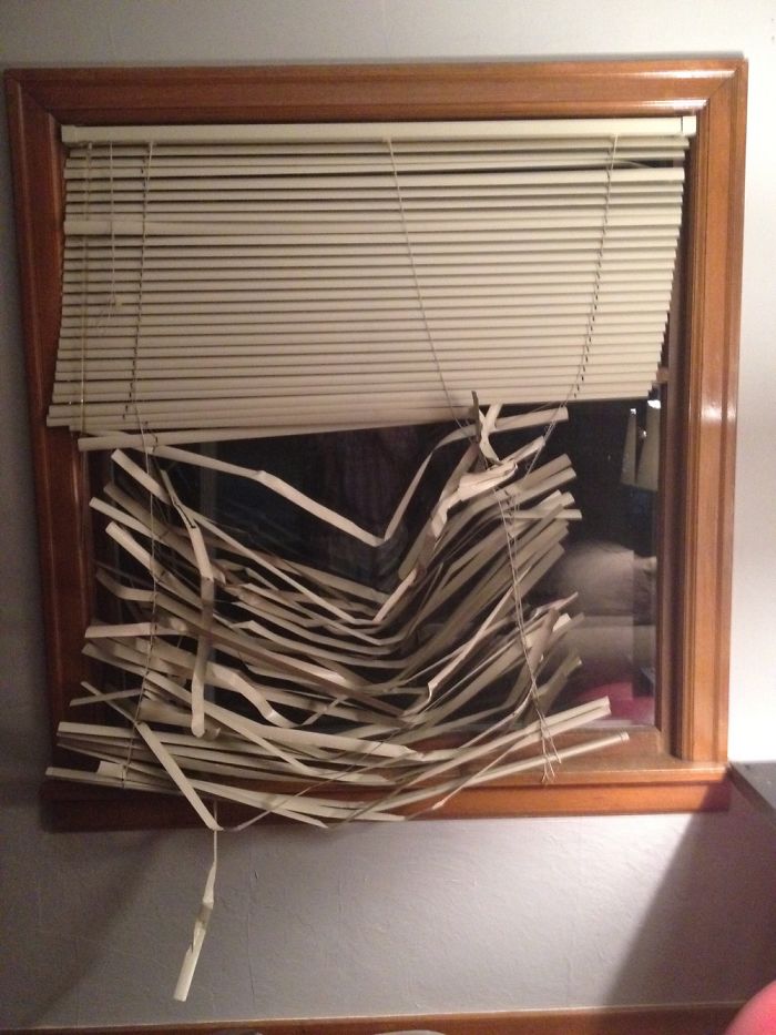 都是主人的錯！當你讓寵物獨自留在家中之后