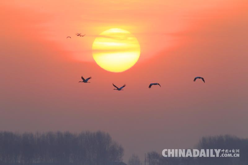 2000只白鶴會集吉林鎮賚 唱響春天的序曲