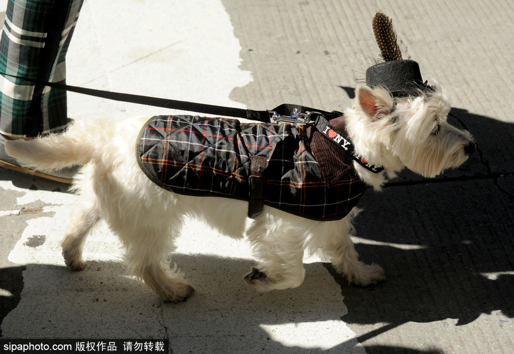 千名蘇格蘭人“占領(lǐng)”紐約街頭 美國格紋日大游行