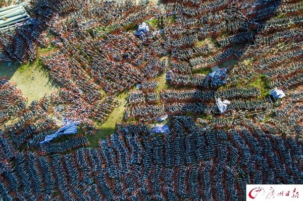 航拍廣州共享單車中轉(zhuǎn)站　密密麻麻如彈簧