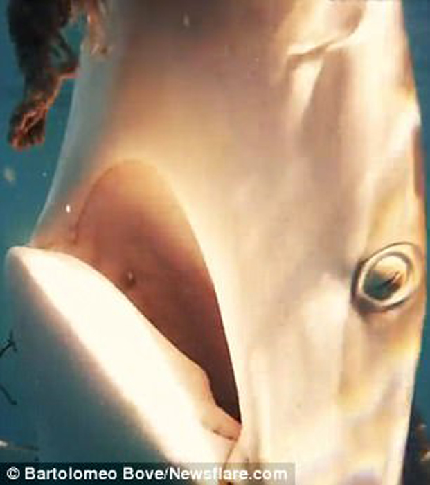 屏住呼吸！鯊魚捕食特寫畫面曝光