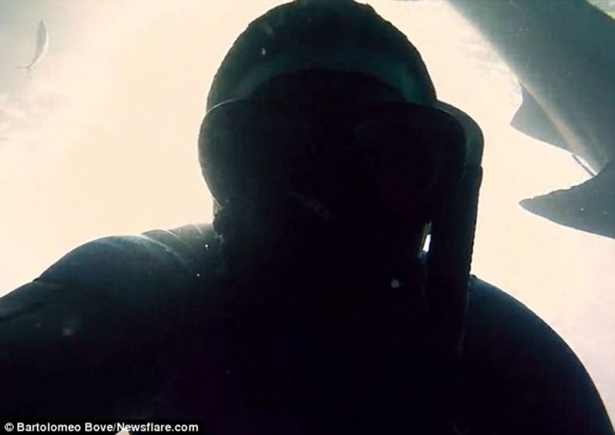 屏住呼吸！鯊魚捕食特寫畫面曝光