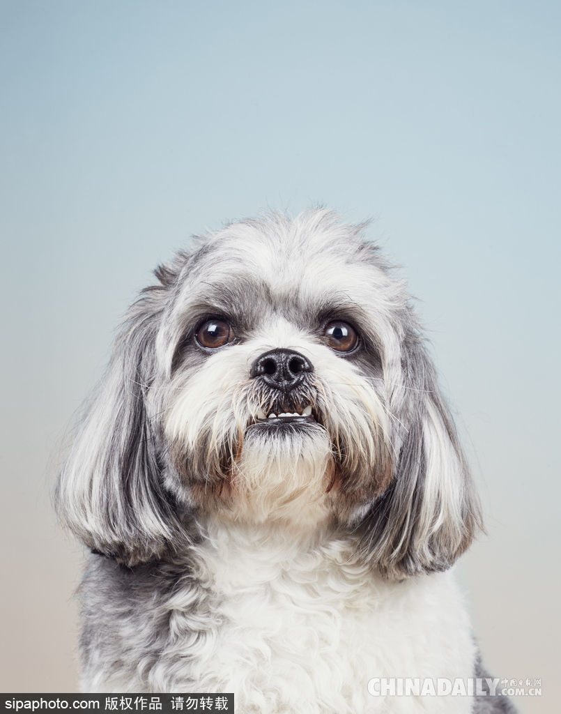 肖像藝術(shù)家為狗狗拍攝“證件照” 小家伙嚴(yán)肅可愛(ài)