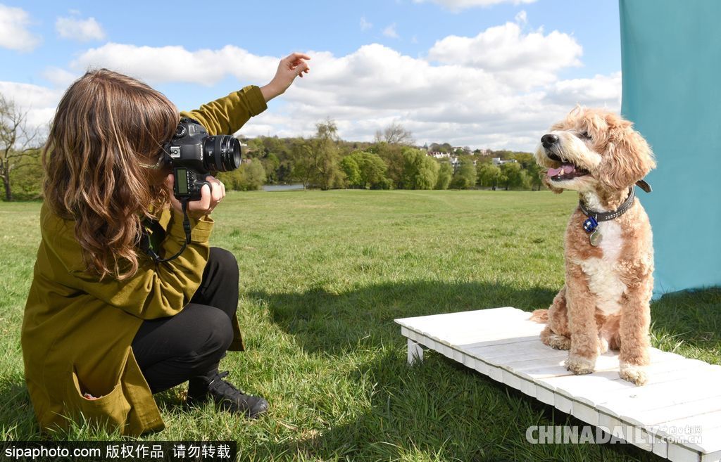 肖像藝術(shù)家為狗狗拍攝“證件照” 小家伙嚴肅可愛