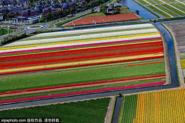 航拍荷蘭飛躍迷人郁金香花田 五彩繽紛如錦毯