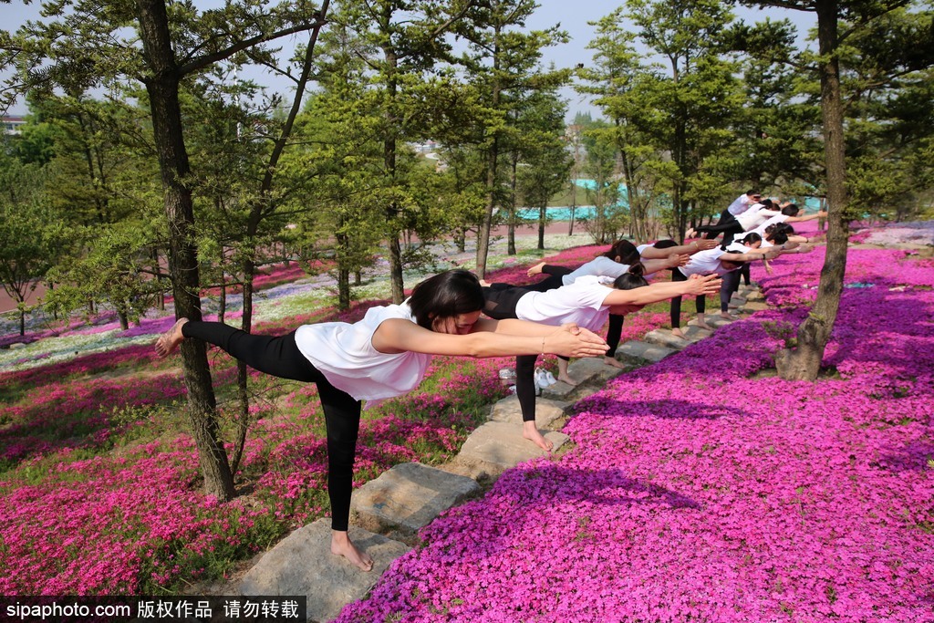 江蘇瑜伽愛好者花海林間展現(xiàn)運動之美 愉悅身心成靚麗風(fēng)景