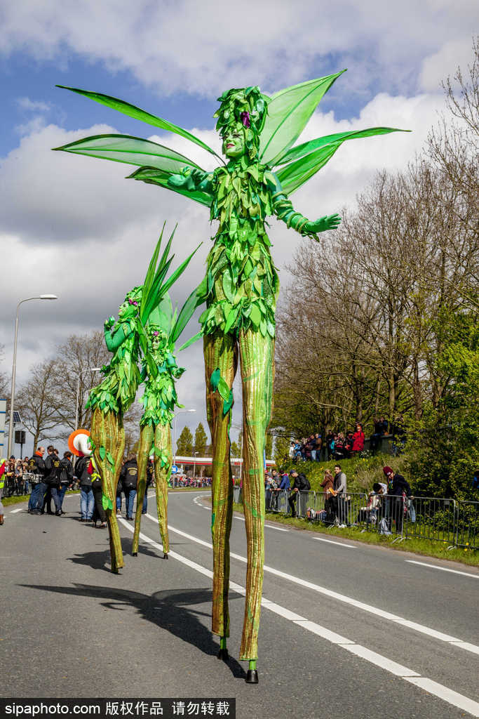 荷蘭小鎮(zhèn)利瑟迎來花車游行活動(dòng) 鮮艷亮麗十分奪目