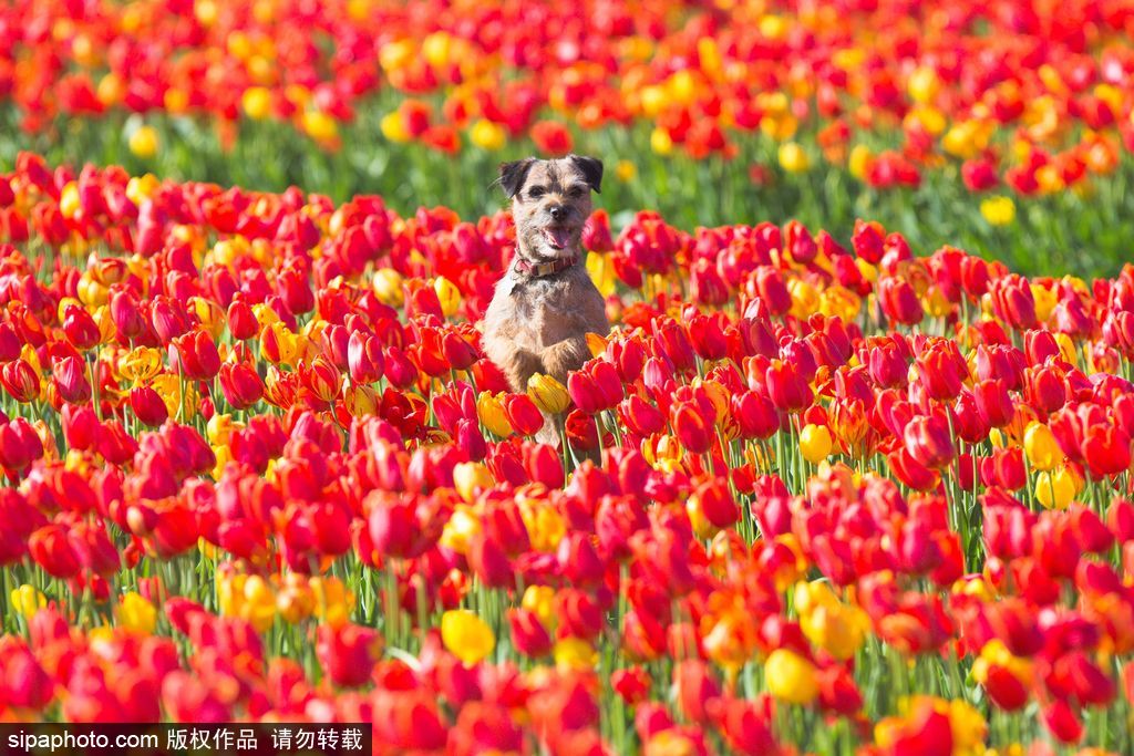 不一定要去荷蘭 英國諾?？丝び艚鹣慊ㄌ锷手?/></p>

<p class=