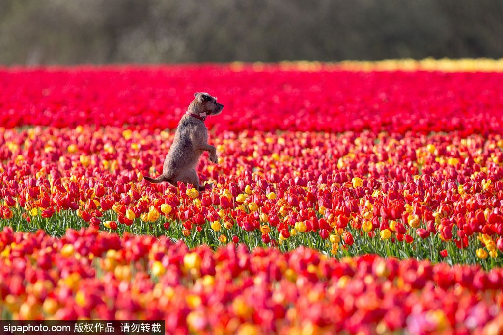 不一定要去荷蘭 英國(guó)諾福克郡郁金香花田色彩之旅