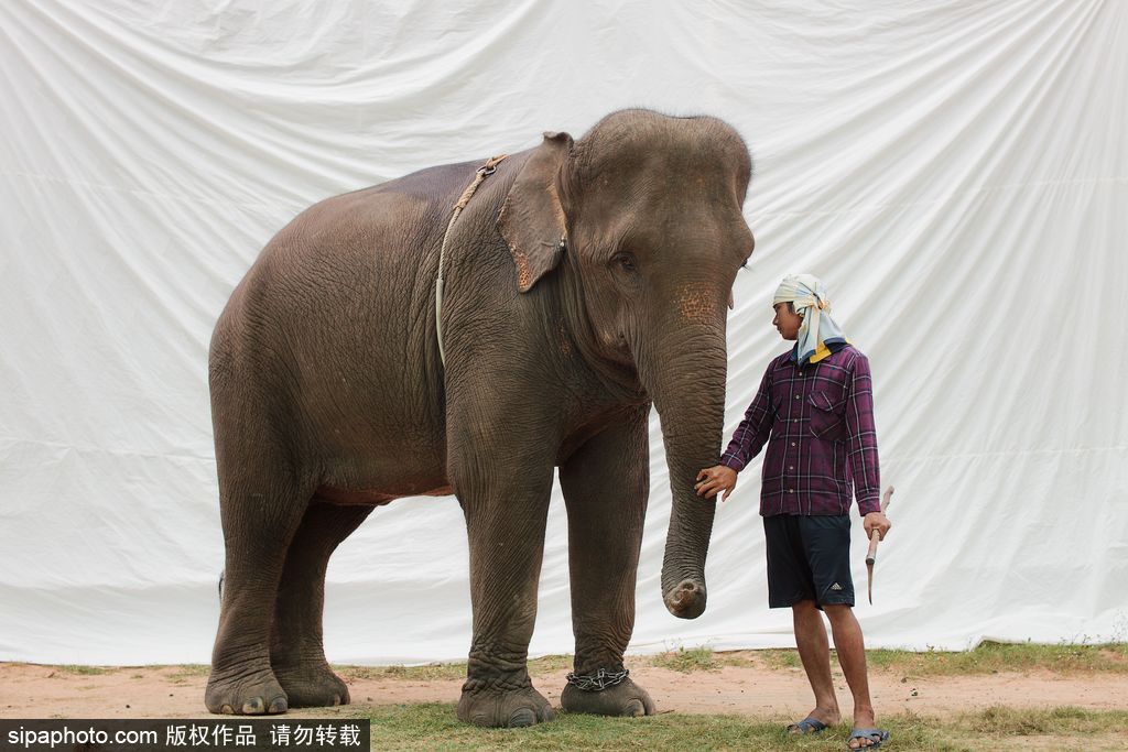 世界這么大！不一定要去迪拜撿垃圾 盤點世界奇葩工種