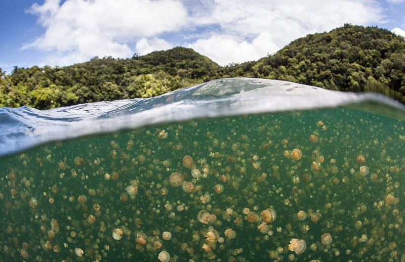 動物天堂！細數(shù)全球被動物“占領(lǐng)”的勝地