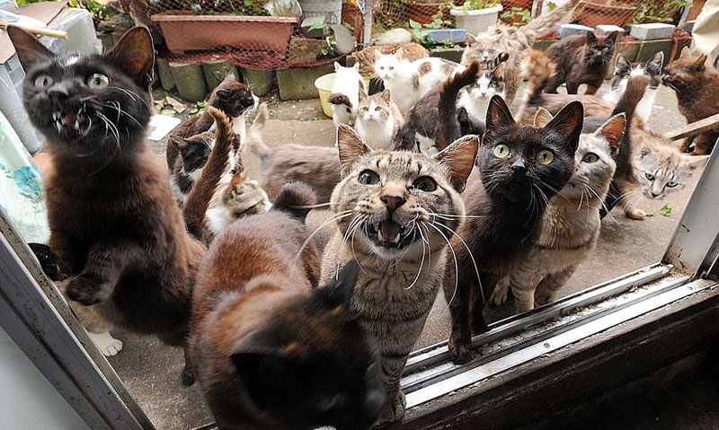 動物天堂！細數全球被動物“占領”的勝地