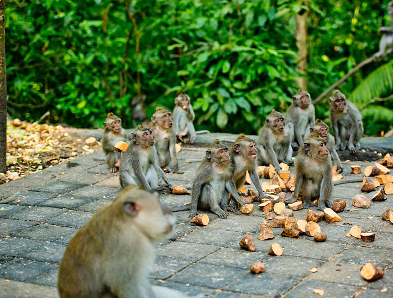 動(dòng)物天堂！細(xì)數(shù)全球被動(dòng)物“占領(lǐng)”的勝地