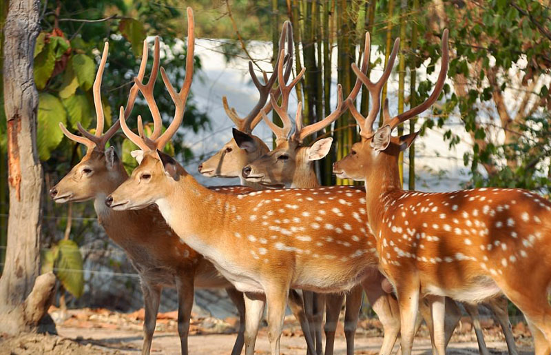 動物天堂！細數(shù)全球被動物“占領(lǐng)”的勝地