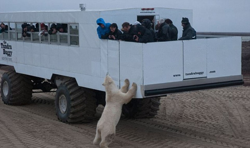 動(dòng)物天堂！細(xì)數(shù)全球被動(dòng)物“占領(lǐng)”的勝地