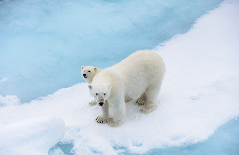 動物天堂！細數全球被動物“占領”的勝地