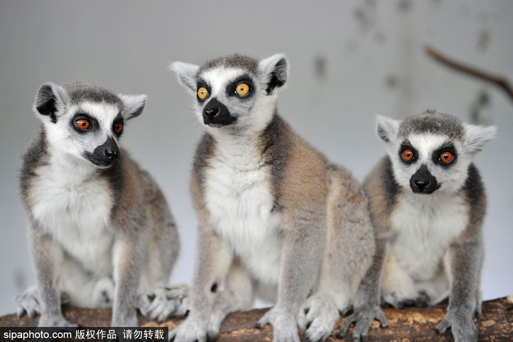 青島環尾狐猴添丁10口 個個呆萌可愛舔犢情深